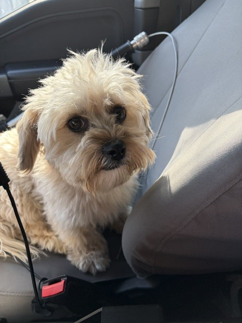 Shelter Stray Male Dog last seen Near BLOCK W 4700 S, WEST VALLEY CITY UT 84118, 4522 W 3500 S, West Valley City, UT 84120, USA