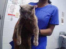 Shelter Stray Female Cat last seen CHARLOTTE, 8315 Byrum Dr, Charlotte, NC 28217, USA