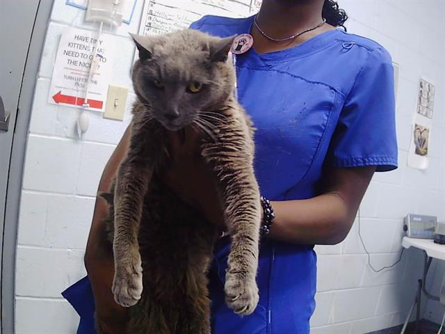 Shelter Stray Female Cat last seen CHARLOTTE, 8315 Byrum Dr, Charlotte, NC 28217, USA