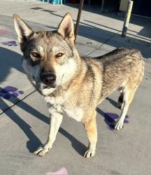 Shelter Stray Female Dog last seen , 4275 Elton St, Baldwin Park, CA 91706, USA