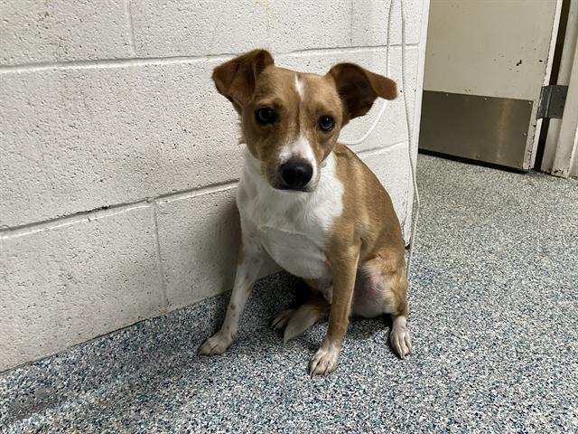 Shelter Stray Male Dog last seen Near BLK ARTESIA BLVD CERRITOS CA 90703, Cerritos, CA 90703, USA