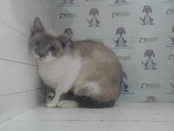 Shelter Stray Female Cat last seen , 2769 Conroy Rd, Orlando, FL 32839, USA