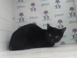 Shelter Stray Female Cat last seen , 2769 Conroy Rd, Orlando, FL 32839, USA