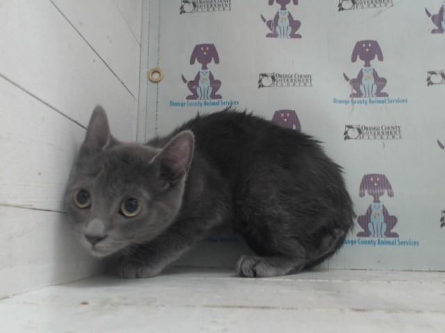 Shelter Stray Female Cat last seen , 2769 Conroy Rd, Orlando, FL 32839, USA