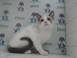 Shelter Stray Female Cat last seen , 2769 Conroy Rd, Orlando, FL 32839, USA
