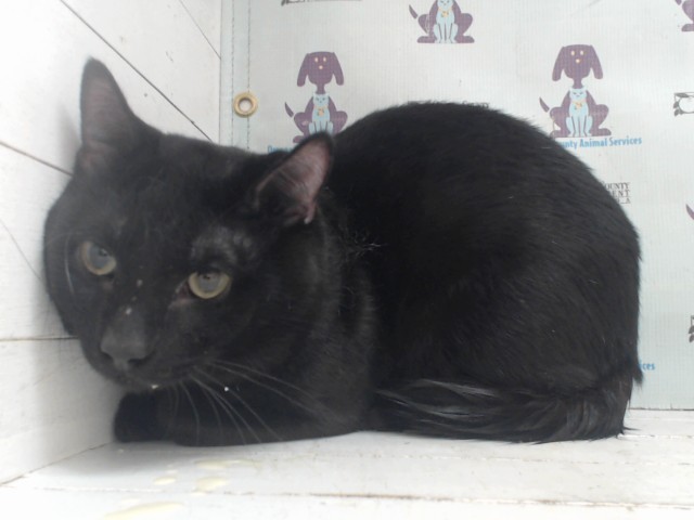 Shelter Stray Male Cat last seen , 2769 Conroy Rd, Orlando, FL 32839, USA