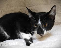 Shelter Stray Male Cat last seen , 3201 Lacy St, Los Angeles, CA 90031, USA