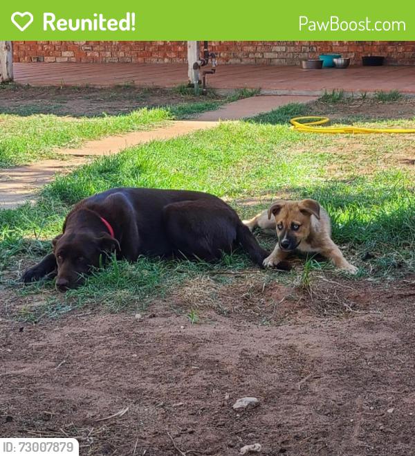 Reunited Female Dog last seen Near Westbrook Ave , Odessa, TX 79761