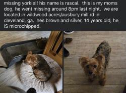Reunited Male Dog last seen Near Wildwood Acres Rd, Cleveland, GA 30528, USA, Cleveland, GA 30528
