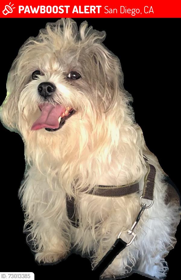 Lost Male Dog last seen Mission Gorge Rd The Verge apmts, San Diego, CA 92120