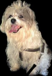 Lost Male Dog last seen Mission Gorge Rd The Verge apmts, San Diego, CA 92120