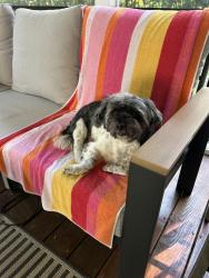 Lost Male Dog last seen Providence Road South, Waxhaw, NC 28173