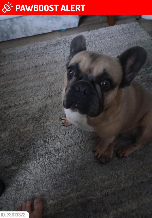 Lost Female Dog last seen 7th street &north h street lake worth beach , Lake Worth Beach, FL 33460
