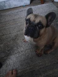 Lost Female Dog last seen 7th street &north h street lake worth beach , Lake Worth Beach, FL 33460