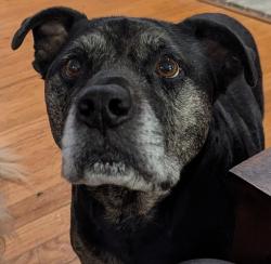 Reunited Female Dog last seen Johns Cabin Rd/Pine Cliff Rd, Wildwood, MO 63038