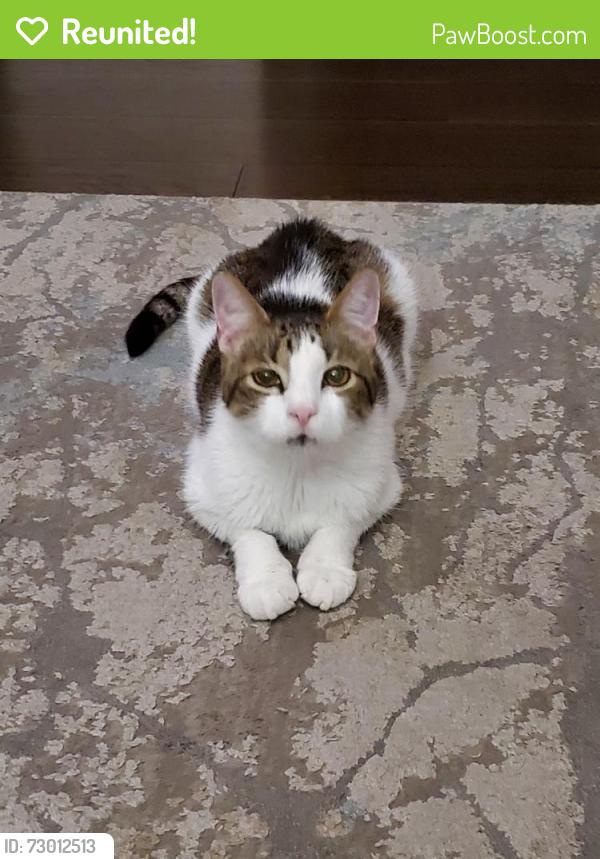 Reunited Male Cat last seen Cole and Amity, Boise, ID 83709