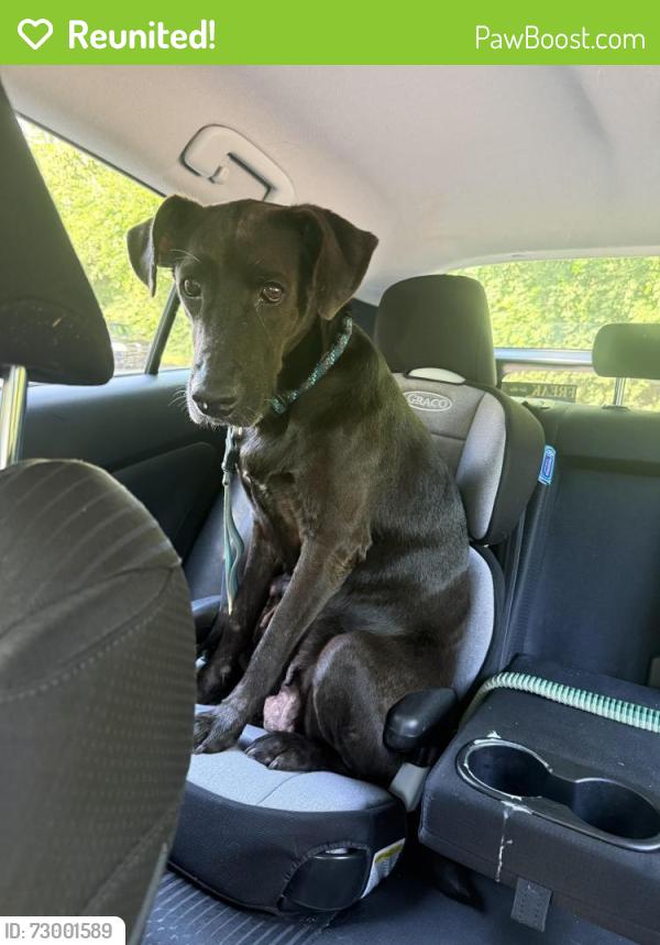 Reunited Female Dog last seen Shelby Golf Course Hole 10, Nashville, TN 37206