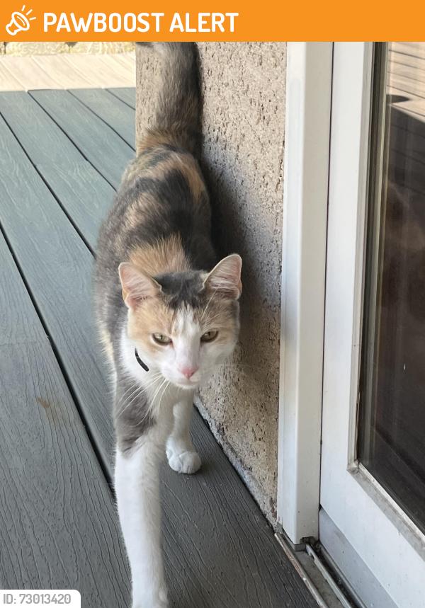 Found/Stray Female Cat last seen Roberts Ave, Lower Southampton Township, PA 19053