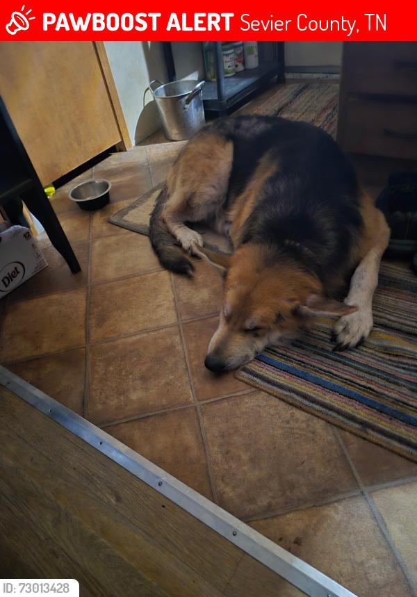 Lost Male Dog last seen Upper middle creek at Boogertown road, Sevier County, TN 37876