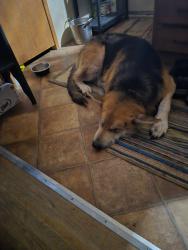 Lost Male Dog last seen Upper middle creek at Boogertown road, Sevier County, TN 37876