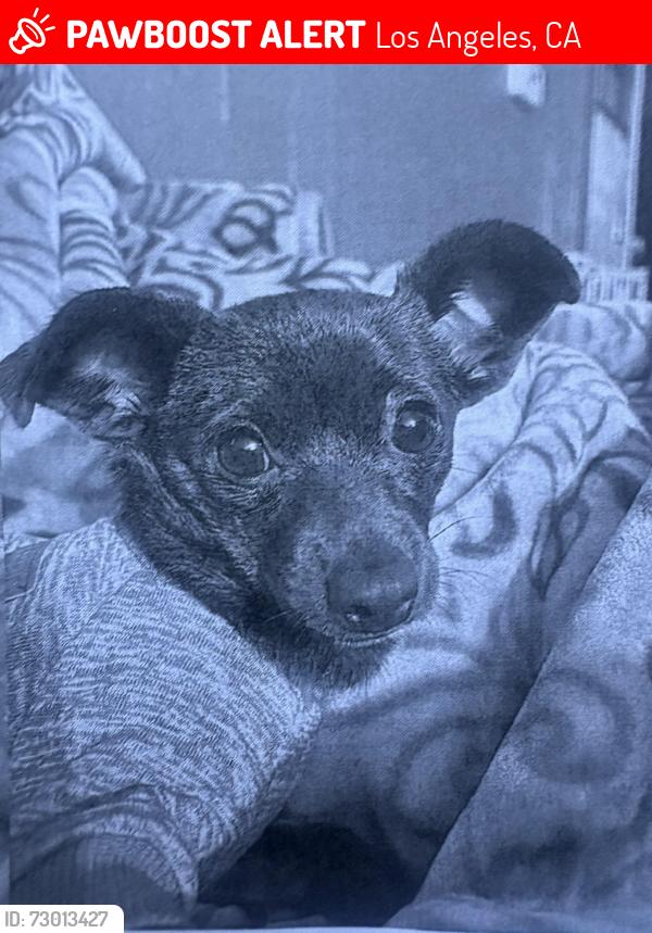 Lost Female Dog last seen gordon , Los Angeles, CA 90028