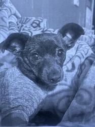Lost Female Dog last seen gordon , Los Angeles, CA 90028