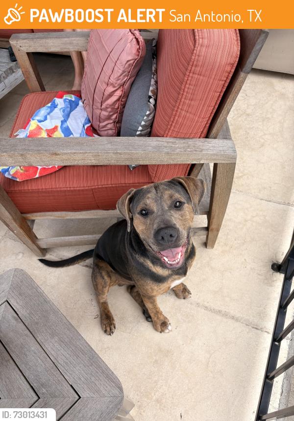 Found/Stray Male Dog last seen Stonewall ests, San Antonio, TX 78256