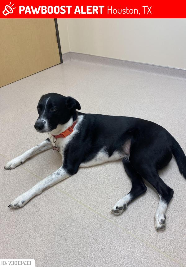 Lost Female Dog last seen Near Wood Hollow Dr, Houston, Texas, 77057, Houston, TX 77057