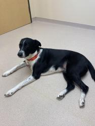 Lost Female Dog last seen Near Wood Hollow Dr, Houston, Texas, 77057, Houston, TX 77057