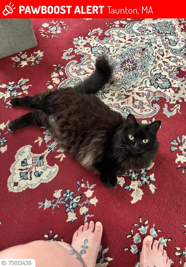 Lost Female Cat last seen Purchase st, Taunton, MA 02780