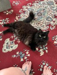 Lost Female Cat last seen Purchase st, Taunton, MA 02780