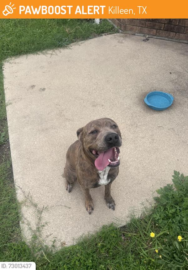 Surrendered Female Dog last seen Rancier Dr, Killeen, TX, USA, Killeen, TX 76541