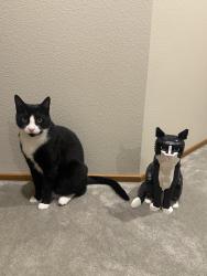 Lost Male Cat last seen 156th St. SW, Edmonds, WA 98026