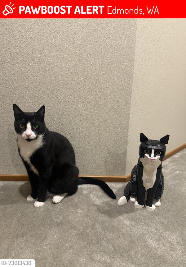 Lost Male Cat last seen 156th St. SW, Edmonds, WA 98026