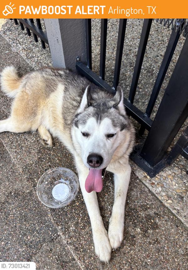 Surrendered Male Dog last seen at the verandahs at cliffside property, Arlington, TX 76006