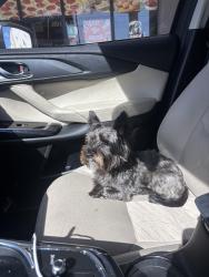 Reunited Female Dog last seen Bradddock and Marshall dr , Culver City, CA 90230
