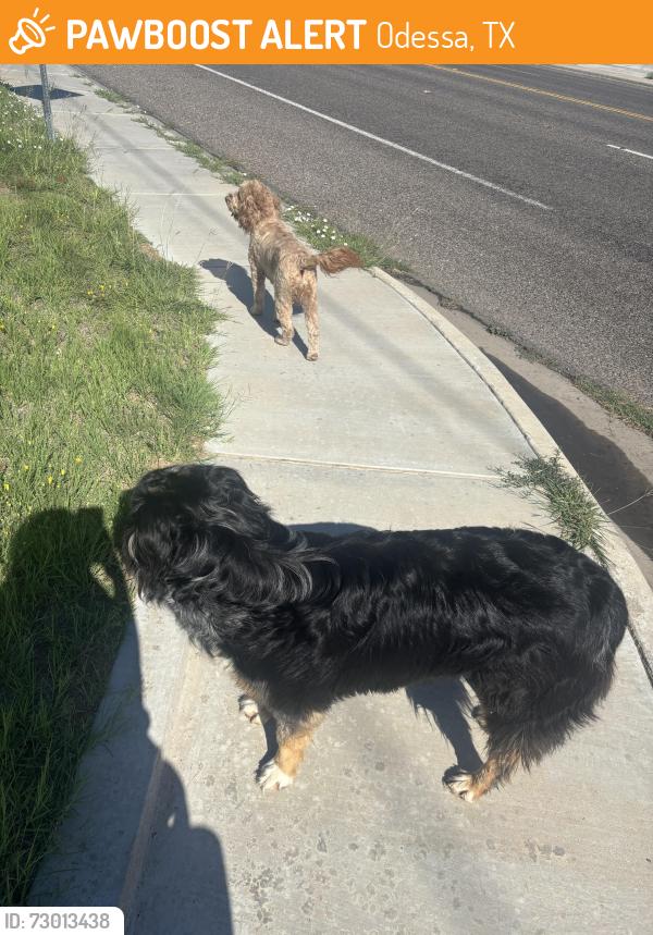 Found/Stray Unknown Dog last seen Peppergrass and pine life pl., Odessa, TX 79765