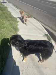 Found/Stray Unknown Dog last seen Peppergrass and pine life pl., Odessa, TX 79765