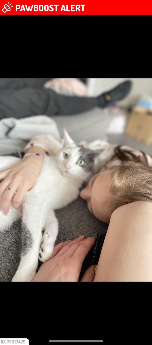 Lost Male Cat last seen Clay hill road, Vange hill drive, swan mead feild, , Essex, England SS16 4DR