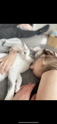 Lost Male Cat last seen Clay hill road, Vange hill drive, swan mead feild, , Essex, England SS16 4DR