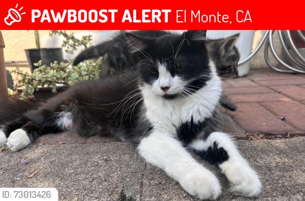 Lost Female Cat last seen Esto , El Monte, CA 91731