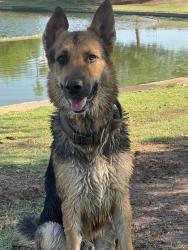 Found/Stray Male Dog last seen 63rd ave cantalina rd, Phoenix, AZ 85035