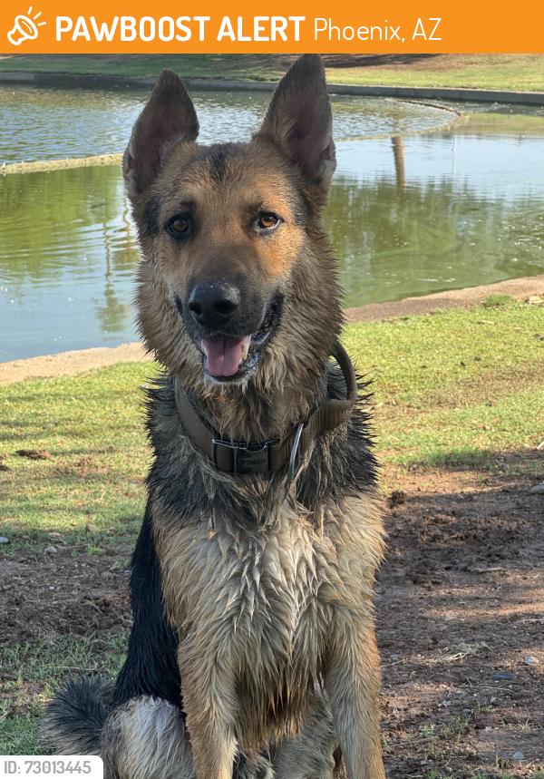 Found/Stray Male Dog last seen 63rd ave cantalina rd, Phoenix, AZ 85035