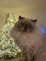 Lost Male Cat last seen Ivy Street, Murrieta, CA 92562