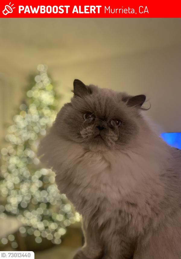 Lost Male Cat last seen Ivy Street, Murrieta, CA 92562