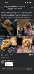 Lost Female Dog last seen 84th n Sheridan , Westminster, CO 80003