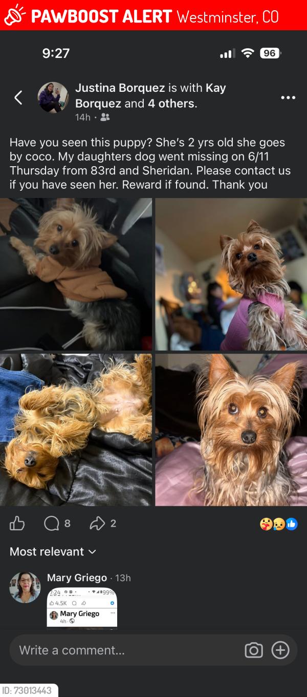 Lost Female Dog last seen 84th n Sheridan , Westminster, CO 80003