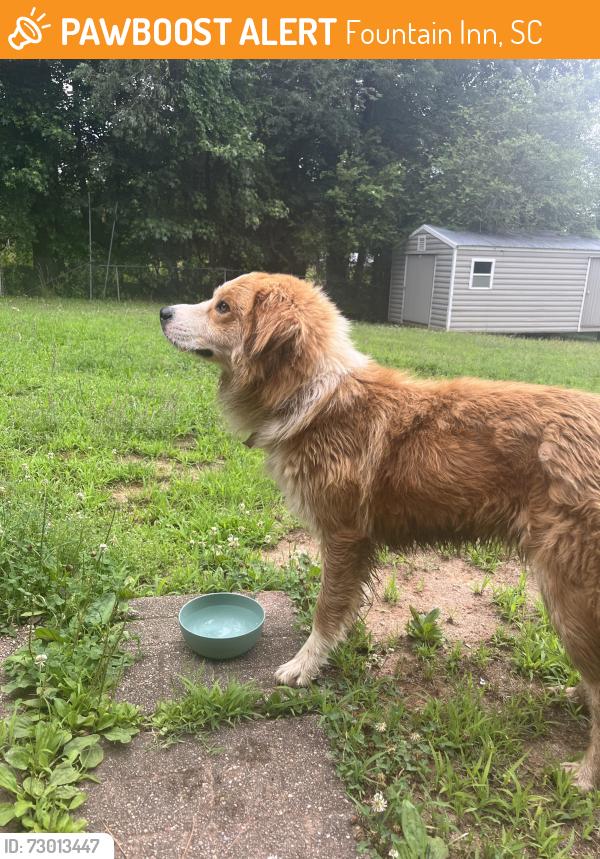 Found/Stray Unknown Dog last seen Fairview Road, Fountain Inn, SC 29644