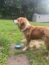 Found/Stray Unknown Dog last seen Fairview Road, Fountain Inn, SC 29644