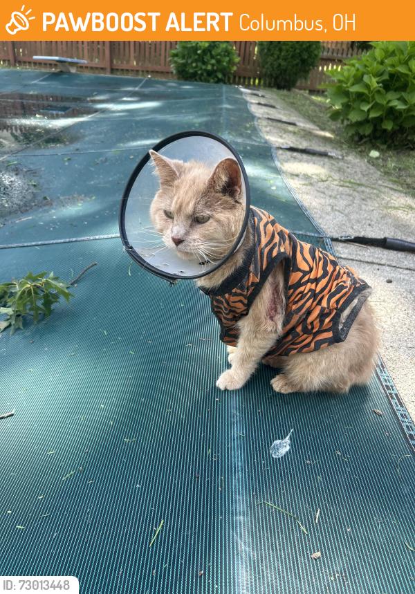 Found/Stray Unknown Cat last seen Near Gahanna Lincoln High School, Columbus, OH 43230